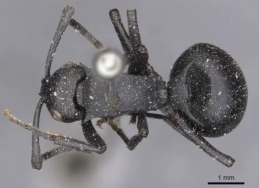 Polyrhachis viscosa - CASENT0905621