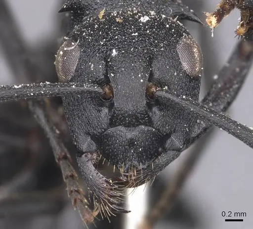 Polyrhachis viscosa - CASENT0905621