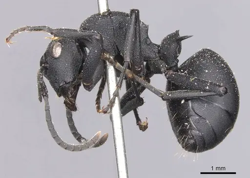 Polyrhachis viscosa - CASENT0905621
