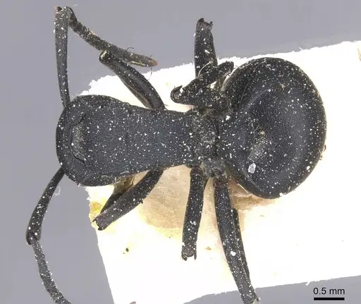 Polyrhachis viscosa - CASENT0912141