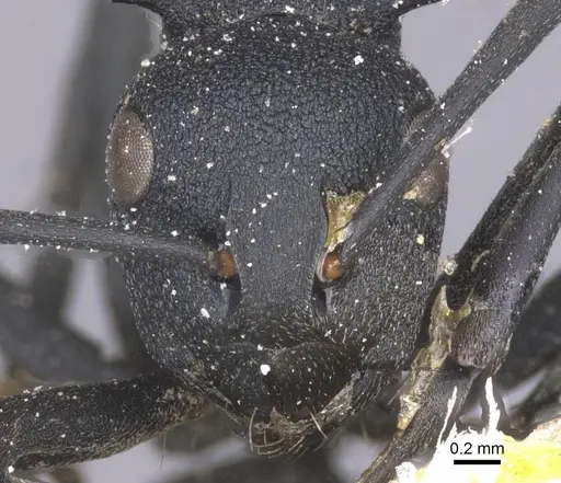 Polyrhachis viscosa - CASENT0912141