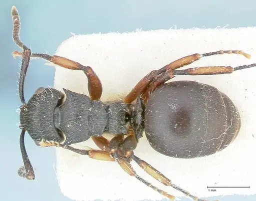 Polyrhachis viscosa - FOCOL2586