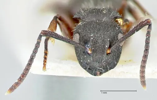 Polyrhachis viscosa - FOCOL2586
