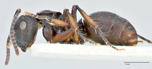 Polyrhachis viscosa - FOCOL2586