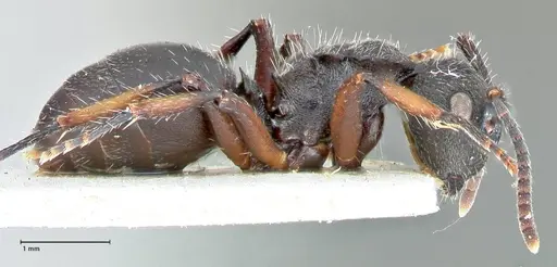 Polyrhachis viscosa - FOCOL2586