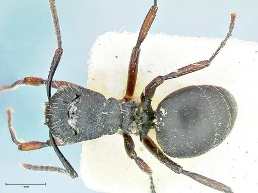 Polyrhachis viscosa - FOCOL2587