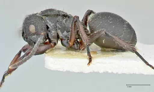 Polyrhachis viscosa - FOCOL2587