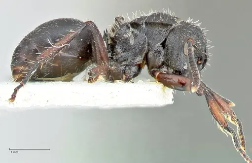 Polyrhachis viscosa - FOCOL2587