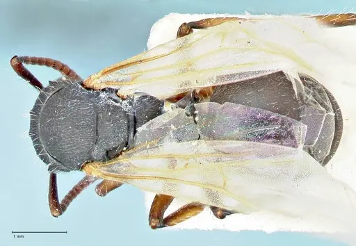 Polyrhachis viscosa - FOCOL2588