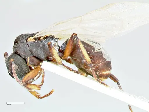 Polyrhachis viscosa - FOCOL2588