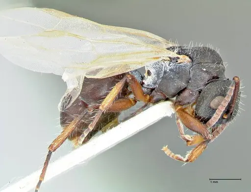 Polyrhachis viscosa - FOCOL2588