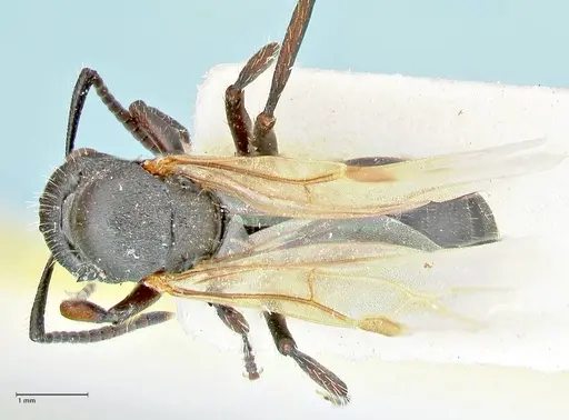 Polyrhachis viscosa - FOCOL2589