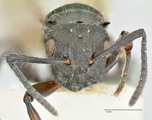 Polyrhachis viscosa - FOCOL2589