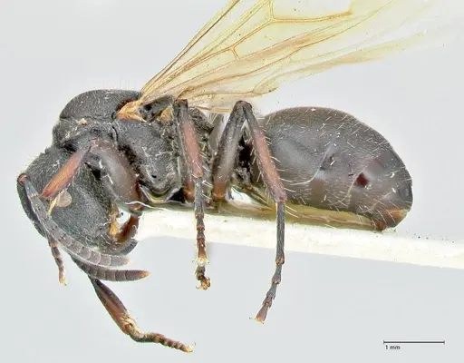 Polyrhachis viscosa - FOCOL2589