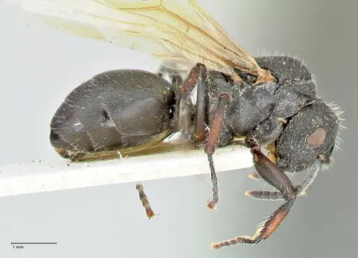 Polyrhachis viscosa - FOCOL2589