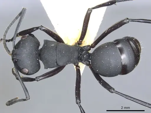 Polyrhachis vitalisi specimen