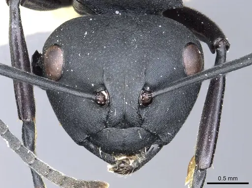 Polyrhachis vitalisi specimen