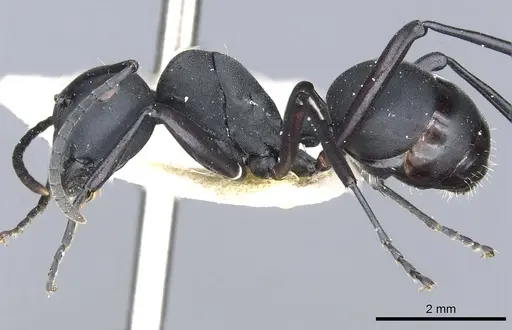 Polyrhachis vitalisi specimen
