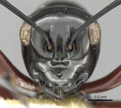 Polyrhachis wagneri specimen