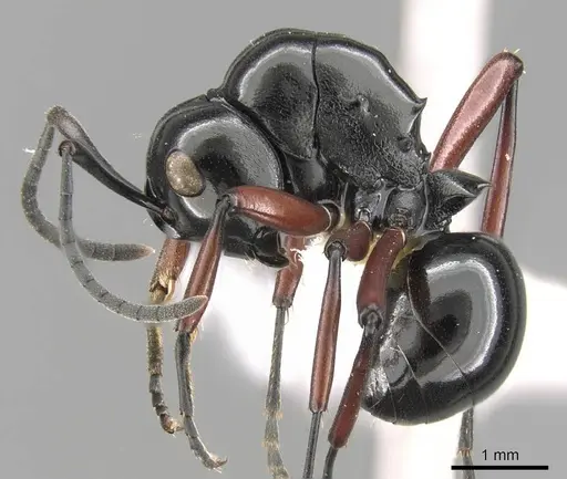 Polyrhachis wagneri specimen