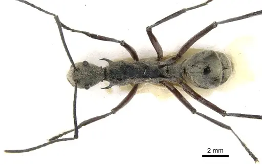 Polyrhachis waigeuensis specimen