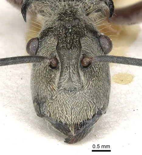 Polyrhachis waigeuensis specimen