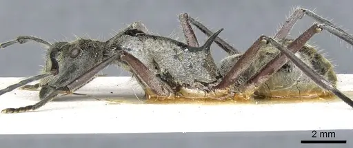 Polyrhachis waigeuensis specimen