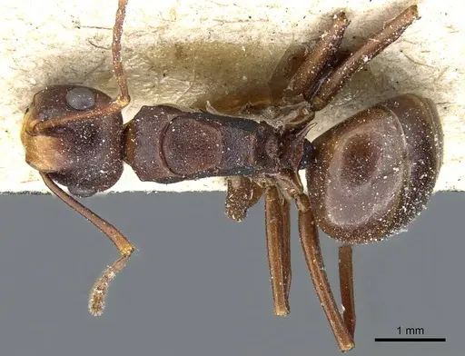 Polyrhachis wallacei specimen