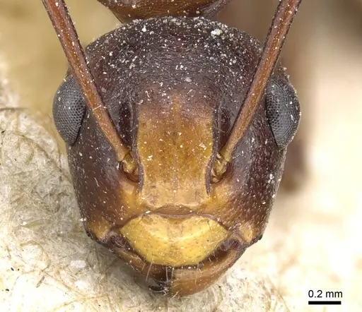 Polyrhachis wallacei specimen