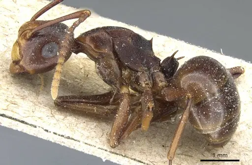 Polyrhachis wallacei specimen
