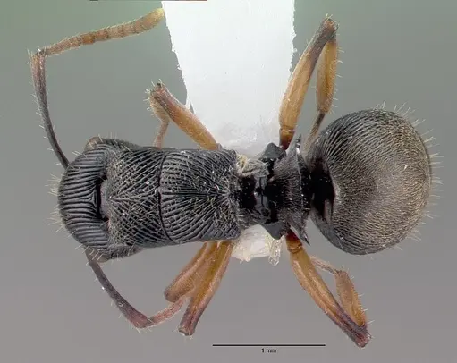 Polyrhachis wamuki specimen
