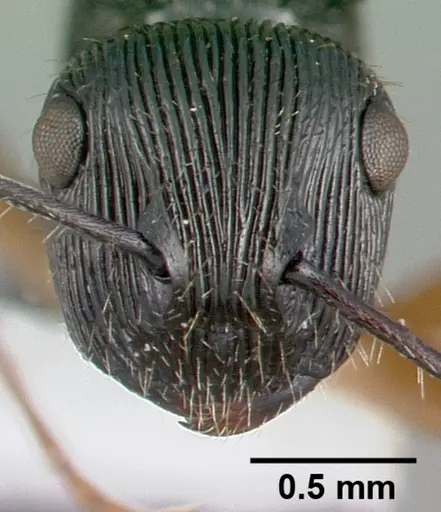 Polyrhachis wamuki specimen