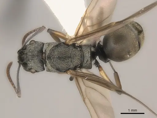 Polyrhachis wardi specimen