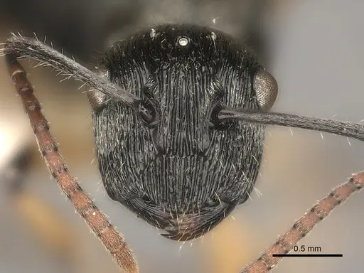 Polyrhachis wardi specimen