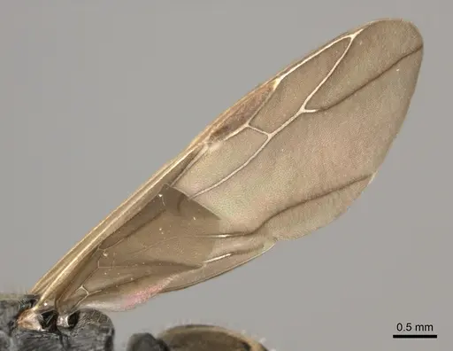 Polyrhachis wardi - CASENT0217442