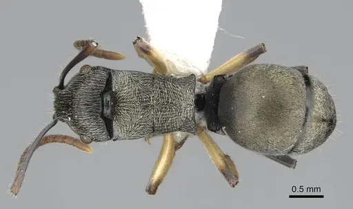 Polyrhachis wardi - CASENT0217443