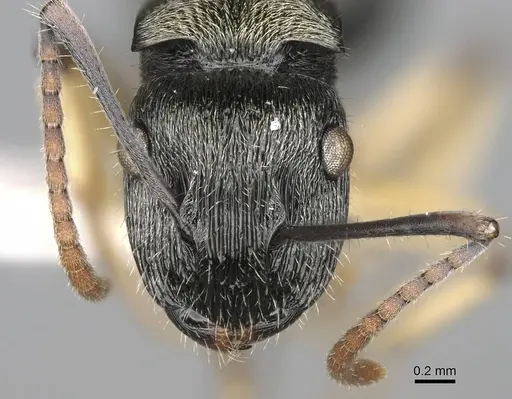 Polyrhachis wardi - CASENT0217443