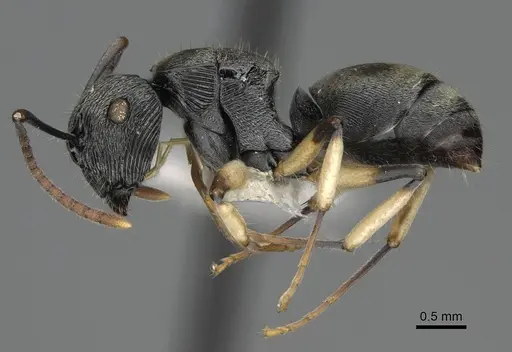 Polyrhachis wardi - CASENT0217443