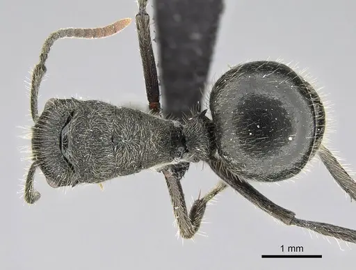 Polyrhachis weissi specimen