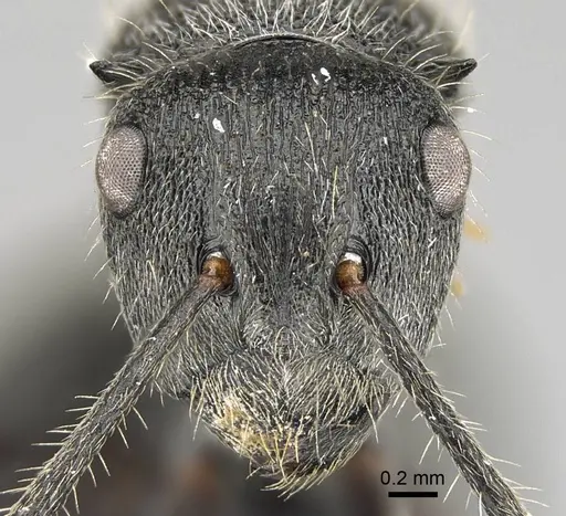 Polyrhachis weissi specimen