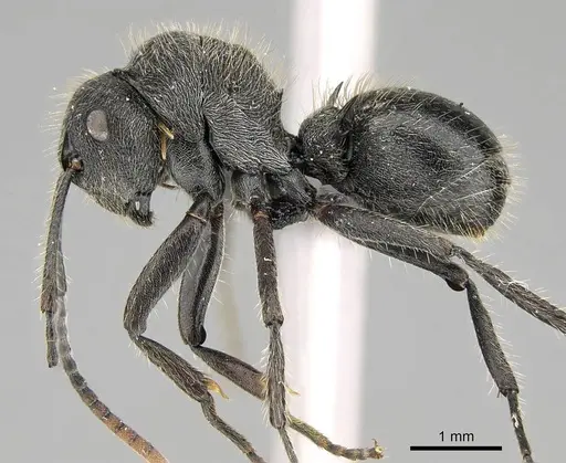 Polyrhachis weissi specimen
