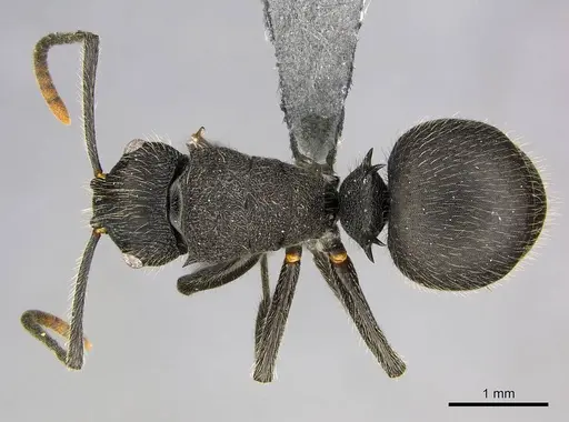 Polyrhachis weissi - CASENT0250029