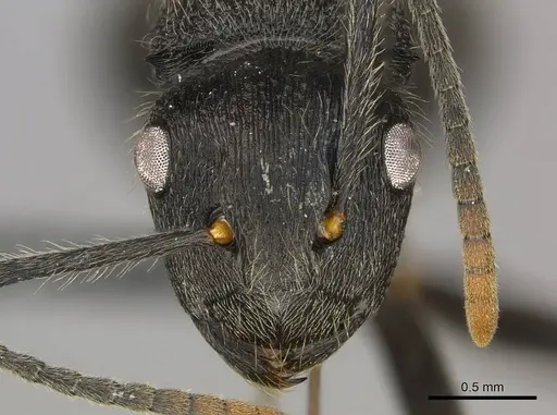 Polyrhachis weissi - CASENT0250029