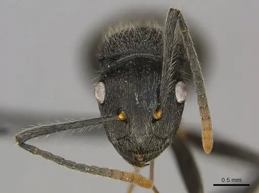 Polyrhachis weissi - CASENT0250029