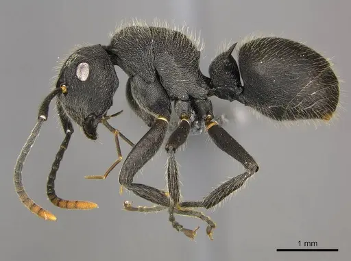 Polyrhachis weissi - CASENT0250029