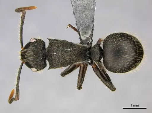 Polyrhachis weissi - CASENT0250032