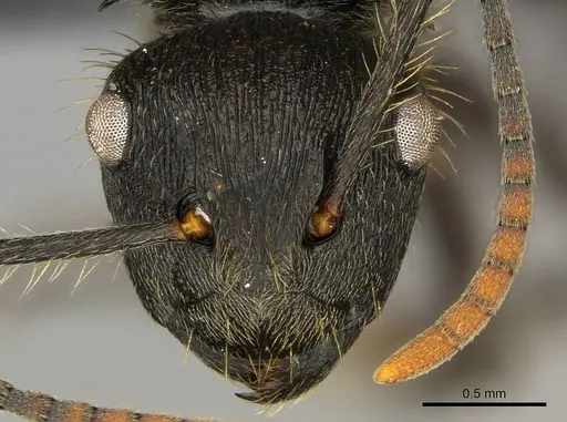 Polyrhachis weissi - CASENT0250032