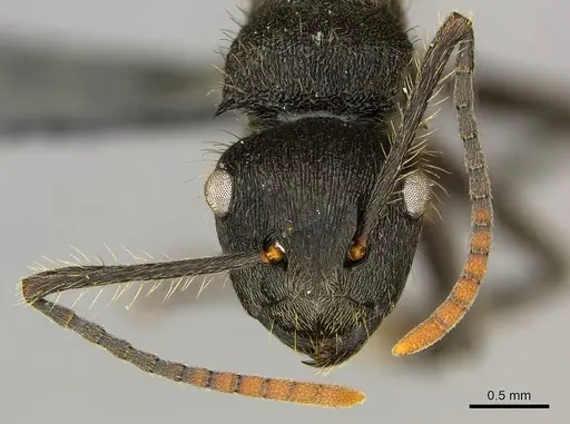 Polyrhachis weissi - CASENT0250032