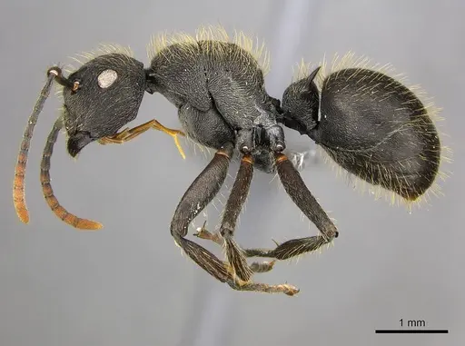 Polyrhachis weissi - CASENT0250032