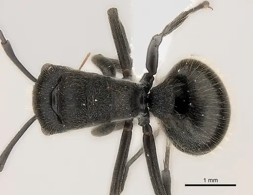 Polyrhachis weissi - CASENT0403605